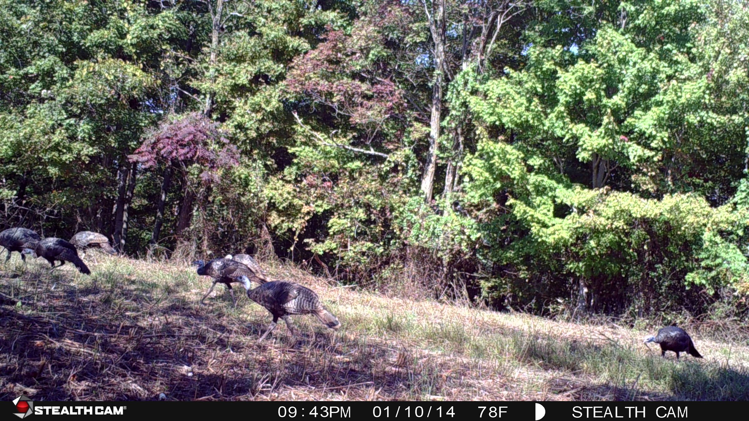 Wild Turkeys - LAND AUCTION - 1,682+/- ACRES OFFERED IN 17 TRACTS IN LEWIS & GREENUP COUNTIES, KENTUCKY